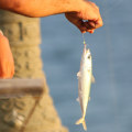 Exploring the Limitations of Fishing Events in Los Angeles County, CA